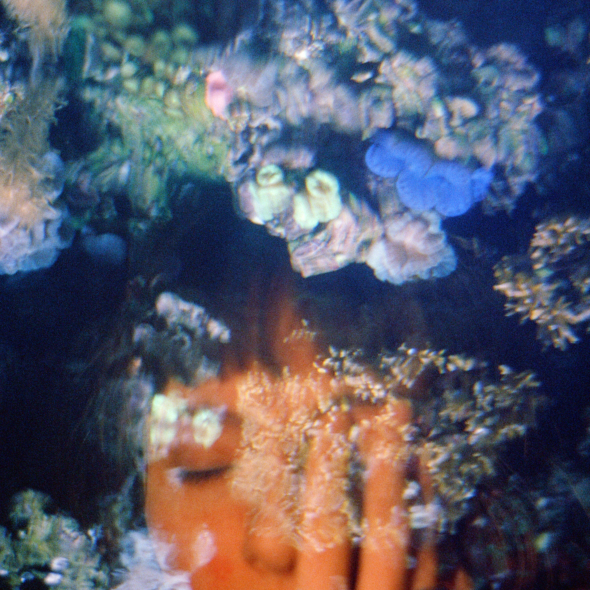 Odalie + Loya + Goupile